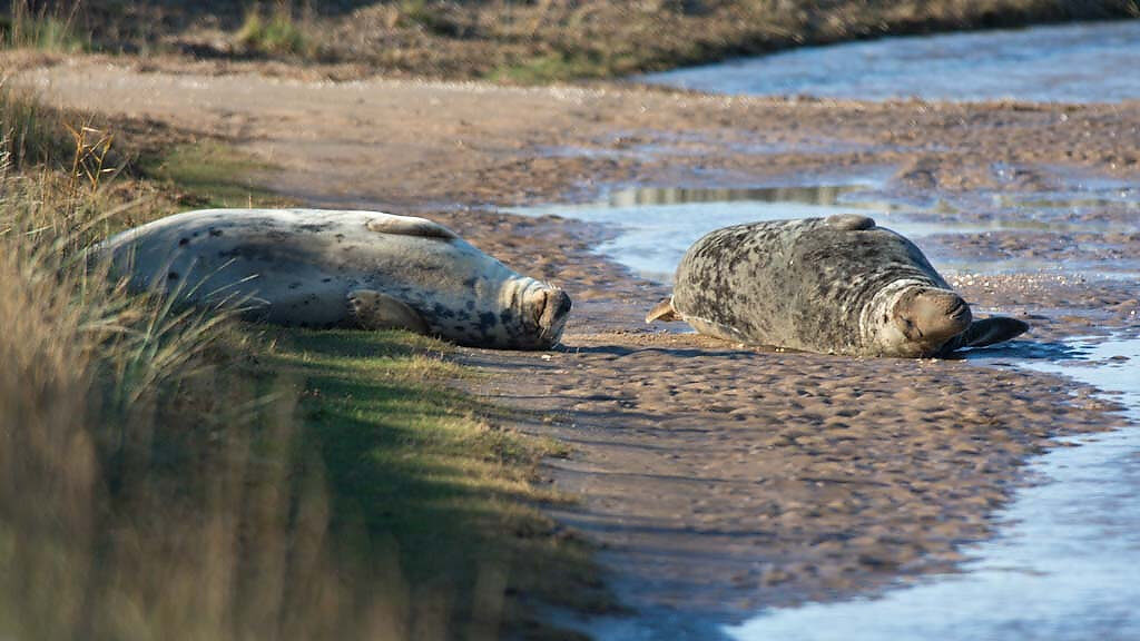 Two seals lounge on the sand at Donna Nook.